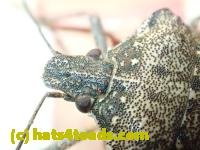 /home//u458753944/public_html/sourcegallery////////////Insects and small critters/aphids cicadas lanternflies and true bugs (Hemiptera)/PC250046.JPG